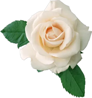 🌺 6702e3cb 花, 白玫瑰, 玫瑰, 植物, 花卉 telegram sticker