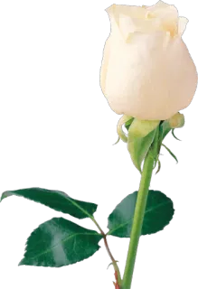 🌺 67178fdc 花, 玫瑰, 白色, 自然, 花卉, 植物 telegram sticker