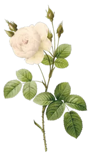 🌺 7a8513c6 花, 玫瑰, 白玫瑰, 植物, 花卉 telegram sticker