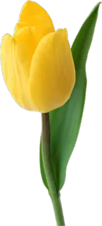 🌷 8b93632f 花, 黄色, 郁金香, 自然, 植物 telegram sticker