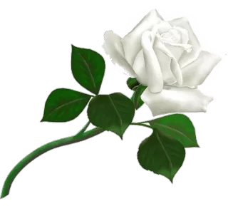 🌺 9ec24264 白玫瑰, 花, 自然, 植物, 花卉, 花朵 telegram sticker