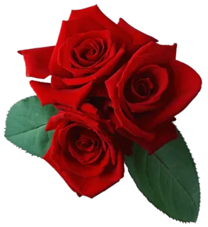 🌹 a96e4997 玫瑰, 花, 红玫瑰, 花束, 花卉 telegram sticker