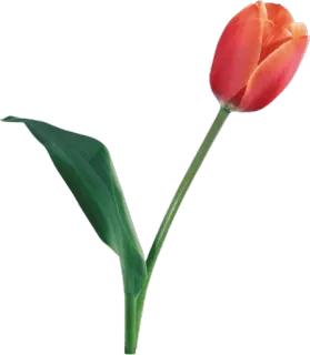 🌷 ae712b3a 花, 郁金香, 植物, 自然 telegram sticker