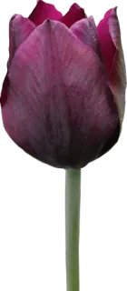 🌷 aef06382 郁金香, 花, 紫色, 植物 telegram sticker