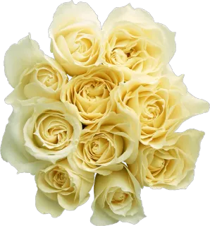 🌺 be7a15f7 花, 花卉, 花束, 玫瑰, 黄色 telegram sticker