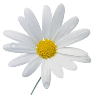 🌸 bffd992f 花, 雏菊, 白色, 自然, 植物 telegram sticker