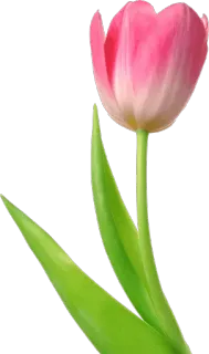 🌷 c5251916 花, 郁金香, 粉色, 春天, 花卉, 植物 telegram sticker