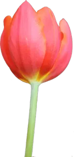 🌷 ccbb74ec 花, 郁金香, 自然, 植物, 春天 telegram sticker