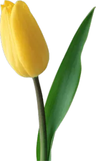 🌷 d671da74 花, 植物, 自然, 黄色, 郁金香, 春天 telegram sticker