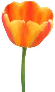 🌷 dc4745c5 花, 郁金香, 橙色, 植物, 自然 telegram sticker