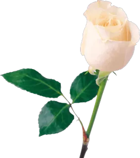 🌺 e93f0faf 花, 玫瑰, 白玫瑰, 花卉, 自然, 植物 telegram sticker