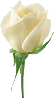 🌺 f144f6ef 花, 玫瑰, 白玫瑰, 花卉, 植物 telegram sticker