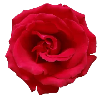 🌹 fe97f5fb 花, 玫瑰, 红色, 自然, 植物, 盛开, 花卉 telegram sticker