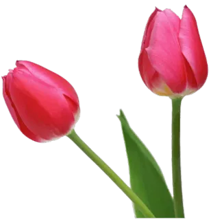 🌷 fff1853b 郁金香, 花, 粉色, 花卉, 春天, 自然 telegram sticker