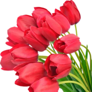 💐 7cca2041 花, 郁金香, 红色, 花卉, 花束, 自然 telegram sticker