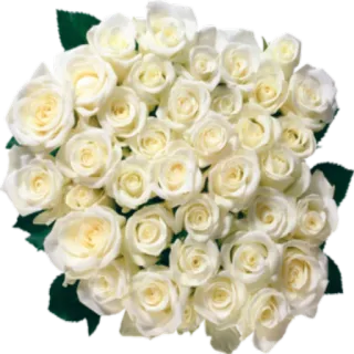 💐 d7d78c9f 花, 玫瑰, 白色, 花束, 花卉, 自然 telegram sticker