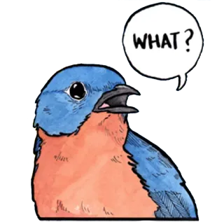 😯 059952a7 WHAT? vogel, vraag, blauwe vogel, schattig, dier whatsapp sticker