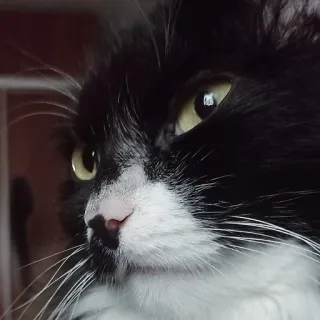 😑 003fcbd9 mèo, trắng đen, động vật, thú cưng, mèo nhà whatsapp sticker