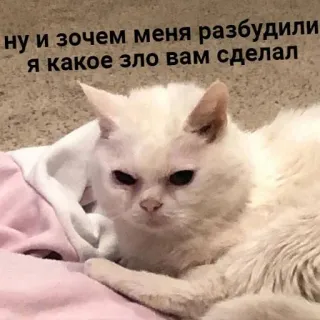 💤 01b97f55 ну и зачем меня разбудили
я какое зло вам сделал mèo, cáu kỉnh, meme, động vật, thú cưng whatsapp sticker