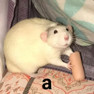 😕 0ffd58fc a chuột, xúc xích, động vật, thú cưng, dễ thương, gặm nhấm whatsapp sticker