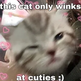 🥰 1afdbb6d this cat only winks at cuties ;) mèo, nháy mắt, dễ thương, trái tim, động vật, meme, thú cưng whatsapp sticker
