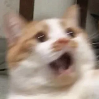 😱 1ec9e182 mèo, sốc, sợ hãi, hài hước, meme, động vật, mèo nhà whatsapp sticker