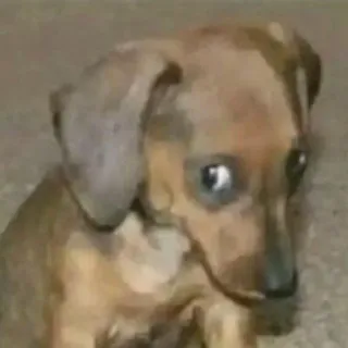 😲 24f6d044 chó, chó con, dễ thương, động vật, thú cưng, buồn, meme whatsapp sticker