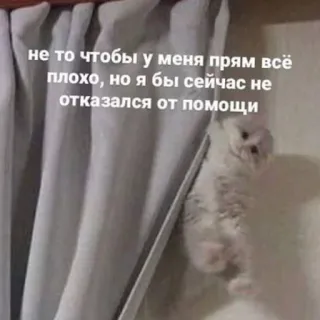 😭 29ee4bdb не то чтобы у меня прям всё
плохо, но я бы сейчас не
отказался от помощи cú mèo, rèm cửa, meme, động vật, giúp đỡ, hài hước whatsapp sticker