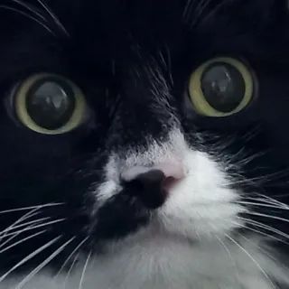 😨 2da1838c mèo, động vật, thú cưng, mèo tuxedo, mắt, trắng đen whatsapp sticker