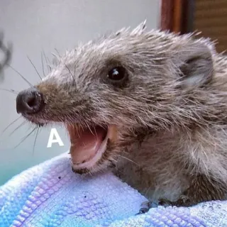 😱 2e74e72a A nhím, động vật, động vật có vú, động vật hoang dã, dễ thương, thiên nhiên whatsapp sticker