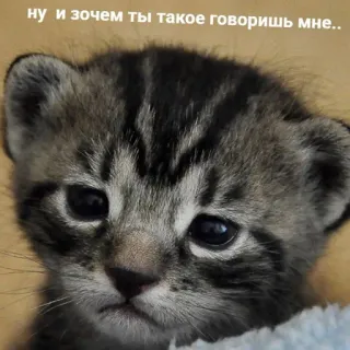 😥 383dcd82 ну и зачем ты такое говоришь мне.. mèo, mèo con, buồn, dễ thương, động vật, thú cưng whatsapp sticker