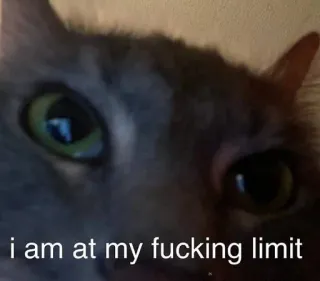 😓 38613ab2 i am at my fucking limit mèo, meme, tức giận, hài hước, thú cưng, bực bội, động vật whatsapp sticker