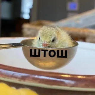 😐 39a86ff8 ШТОШ động vật, dễ thương, gà con, chim, muỗng, nga, chữ whatsapp sticker