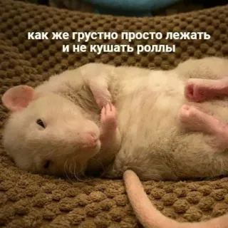 пушистые мемы @catsandsadness telegram stickers