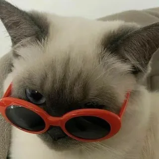 пушистые мемы @catsandsadness telegram stickers