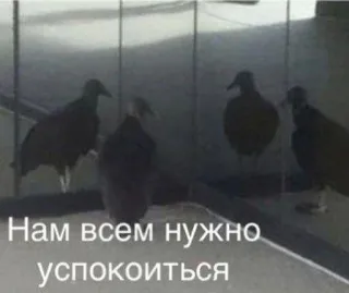 😨 5578fa70 Нам всем нужно успокоиться kền kền, chim, bình tĩnh, văn bản Nga whatsapp sticker