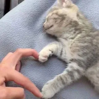 💗 601f8ea2 mèo, mèo con, trái tim, tình yêu, động vật, thú cưng, dễ thương, tình cảm whatsapp sticker