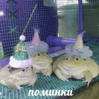 пушистые мемы @catsandsadness whatsapp stickers