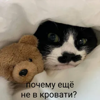 💤 726994ac почему ещё не в кровати? mèo, gấu bông, giường, dễ thương, tiếng Nga, văn bản whatsapp sticker