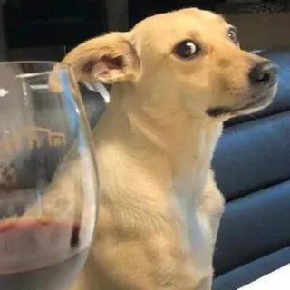 😕 772961c4 chó, rượu, hài hước, động vật, thú cưng, uống rượu, tò mò, meme whatsapp sticker