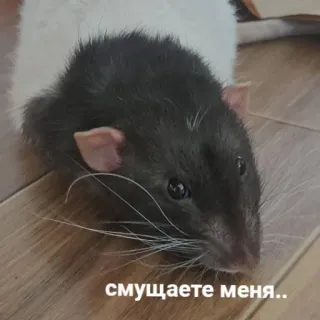 ☺️ 775fcabe смущаете меня.. chuột, động vật, dễ thương, gặm nhấm, thú cưng whatsapp sticker