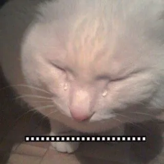 😭 82f83df3 mèo, khóc, buồn, meme, cảm xúc, thú cưng, động vật whatsapp sticker