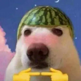 👉 873abf57 chó, dưa hấu, meme, động vật, dễ thương, vui nhộn, emoji whatsapp sticker