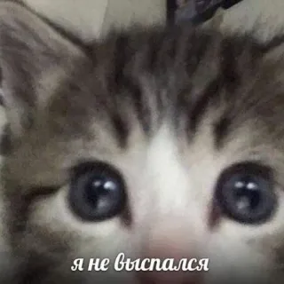 💤 8a010c3c Я не выспался mèo, mèo con, buồn ngủ, mệt mỏi, động vật, thú cưng whatsapp sticker
