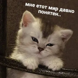 пушистые мемы @catsandsadness telegram stickers