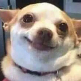 🙂 8e5a5b3b chó, chihuahua, động vật, thú cưng, meme, hài hước whatsapp sticker