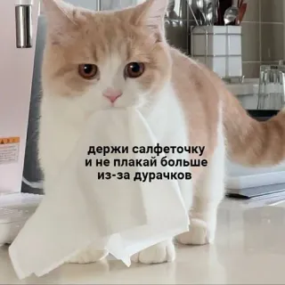 ❤️ 94882883 держи салфеточку
и не плакай больше
из-за дурачков mèo, động vật, dễ thương, an ủi, khăn giấy, nga, meme whatsapp sticker