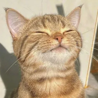 ☺️ 978fe7a8 mèo, động vật, thú cưng, mèo con, dễ thương, mèo, mèo nhà whatsapp sticker