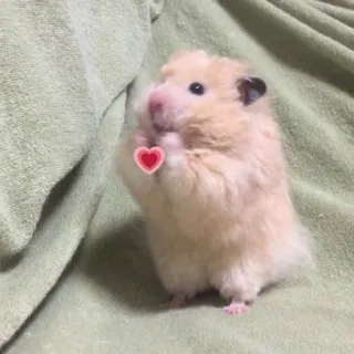 💗 9c674a09 chuột hamster, dễ thương, động vật, thú cưng, trái tim, tình yêu, gặm nhấm whatsapp sticker