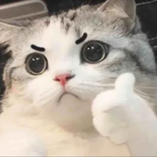 😡 9f2962c1 mèo, thích, động vật, dễ thương, meme, tán thành whatsapp sticker